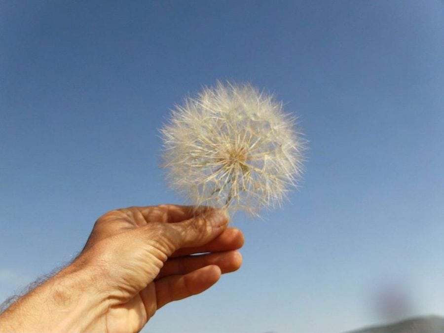 close-up of man holding a dandelion clock and showing at the camera at Korogonas Ark